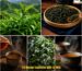 tra-oolong-teapresso-dam-va-khoi-5-khac-biet
