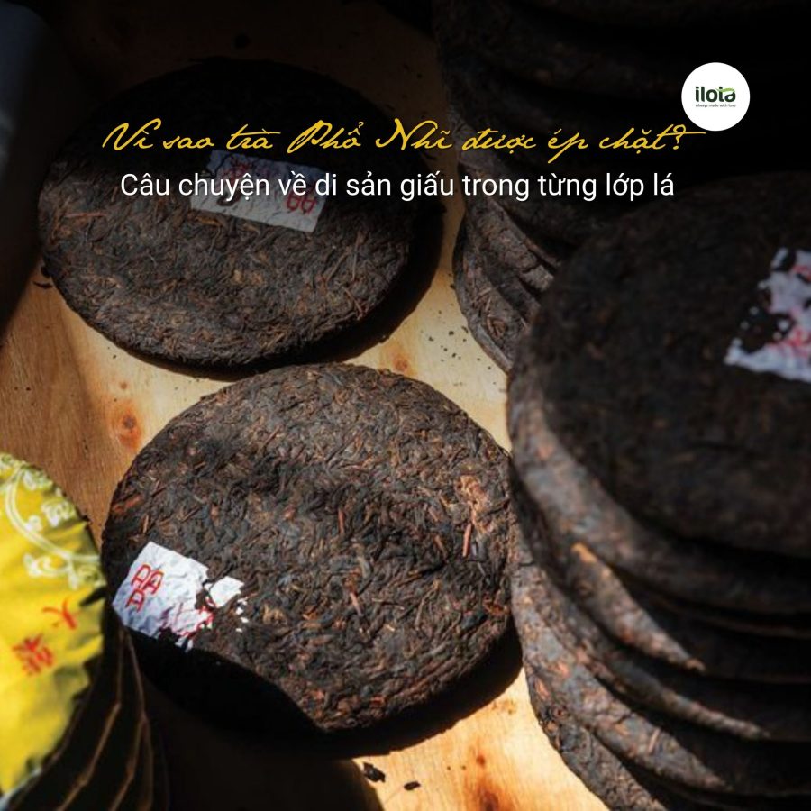 vi-sao-tra-pho-nhi-duoc-ep-chat