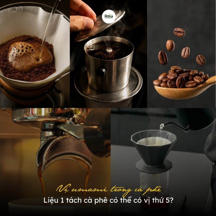 Vị umami trong cà phê: Liệu 1 tách cà phê có thể có vị thứ 5?