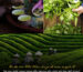 tra-dac-san-viet-nam-can-gi-de-vuon-ra-quoc-te-tai-sao-chat-luong-hang-dau-nhung-van-chat-vat-tim-cho-dung