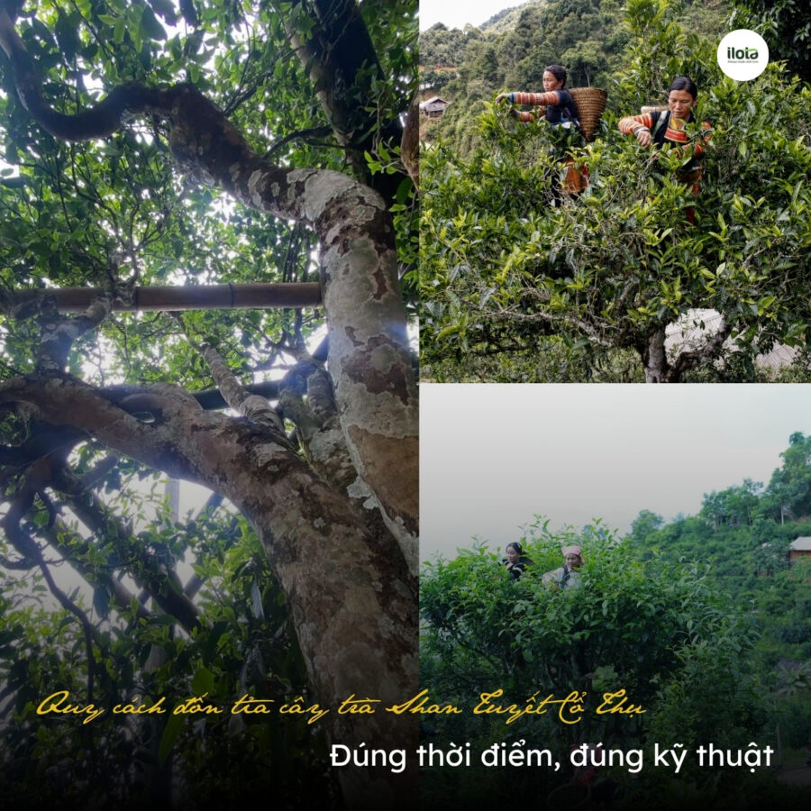 Quy cách đốn tỉa cây trà Shan Tuyết Cổ Thụ: Đúng thời điểm, đúng kỹ thuật