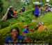 nguon-goc-tra-assam-va-darjeeling