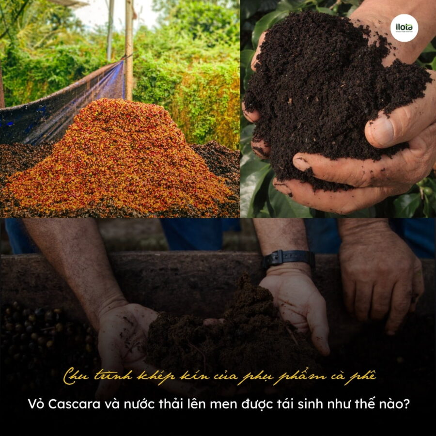 Chu trình khép kín của phụ phẩm cà phê: Vỏ Cascara và nước thải lên men được tái sinh như thế nào?