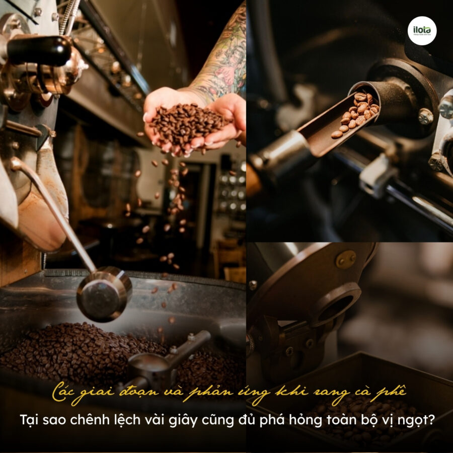Các giai đoạn và phản ứng khi rang cà phê: Tại sao chênh lệch vài giây cũng đủ phá hỏng toàn bộ vị ngọt?