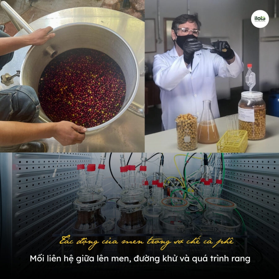 Tác động của men trong sơ chế cà phê: Mối liên hệ giữa lên men, đường khử và quá trình rang