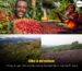 giong-ca-phe-heirloom-huong-vi-hoa-qua-cua-ethiopia