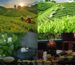 thi-truong-tra-viet-nam-2026-tu-san-luong-den-gia