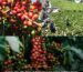 giong-ca-phe-ruiru-11-cau-chuyen-phia-sau-giong