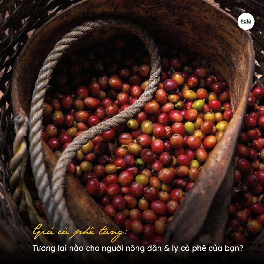 Giá cà phê tăng: Tương lai nào cho người nông dân & ly cà phê của bạn? gia-ca-phe