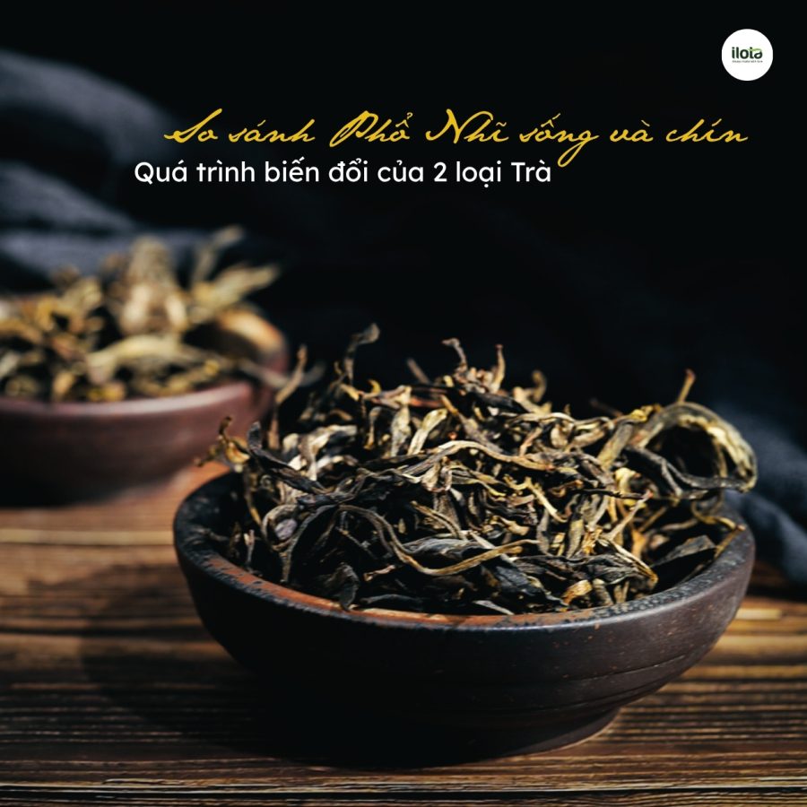 So sánh Phổ Nhĩ sống và chín –  Quá trình biến đổi của 2 loại Trà so-sanh-pho-nhi-song-chin