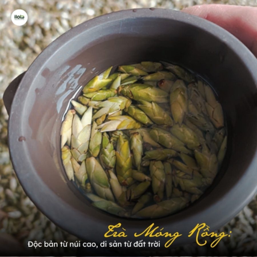 tra-mong-rong-doc-ban-tu-vung-cao