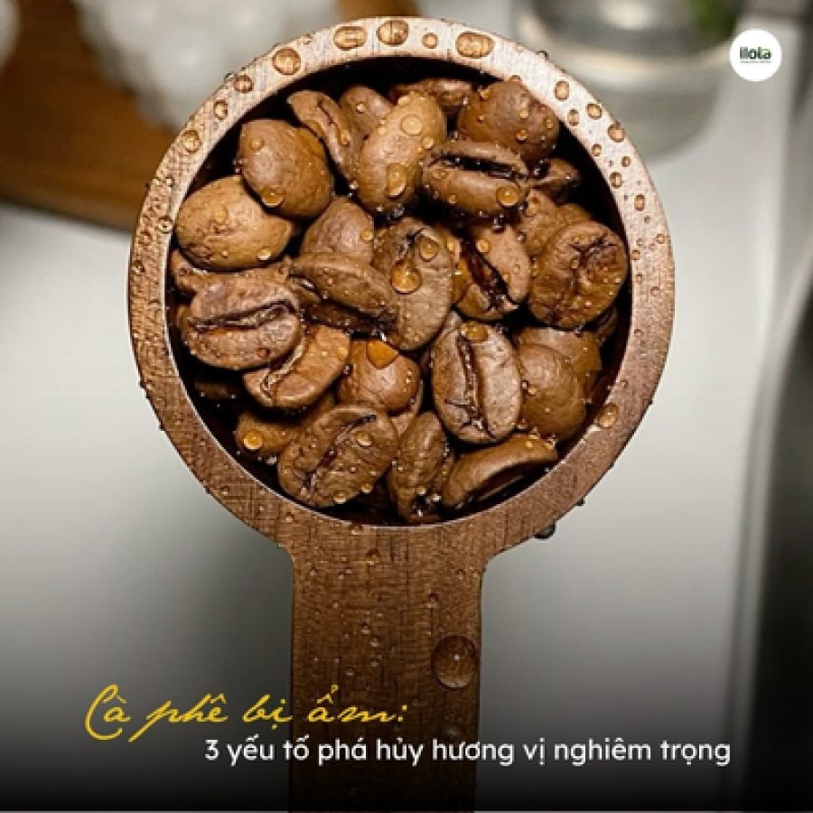 “Cà phê bị ẩm”: 3 yếu tố phá hủy hương vị nghiêm trọng ca-phe-bi-am