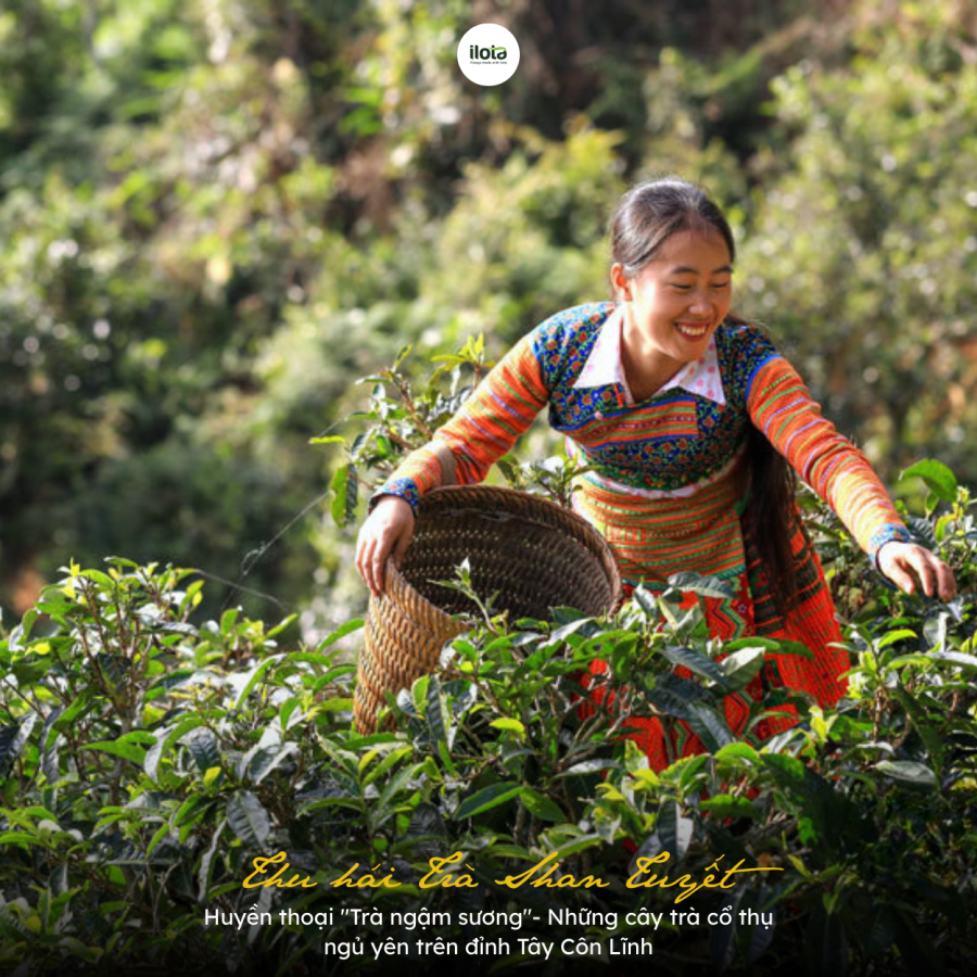 Thu hái Trà Shan Tuyết: Huyền thoại "Trà ngậm sương"- Những cây trà cổ thụ ngủ yên trên đỉnh Tây Côn Lĩnh