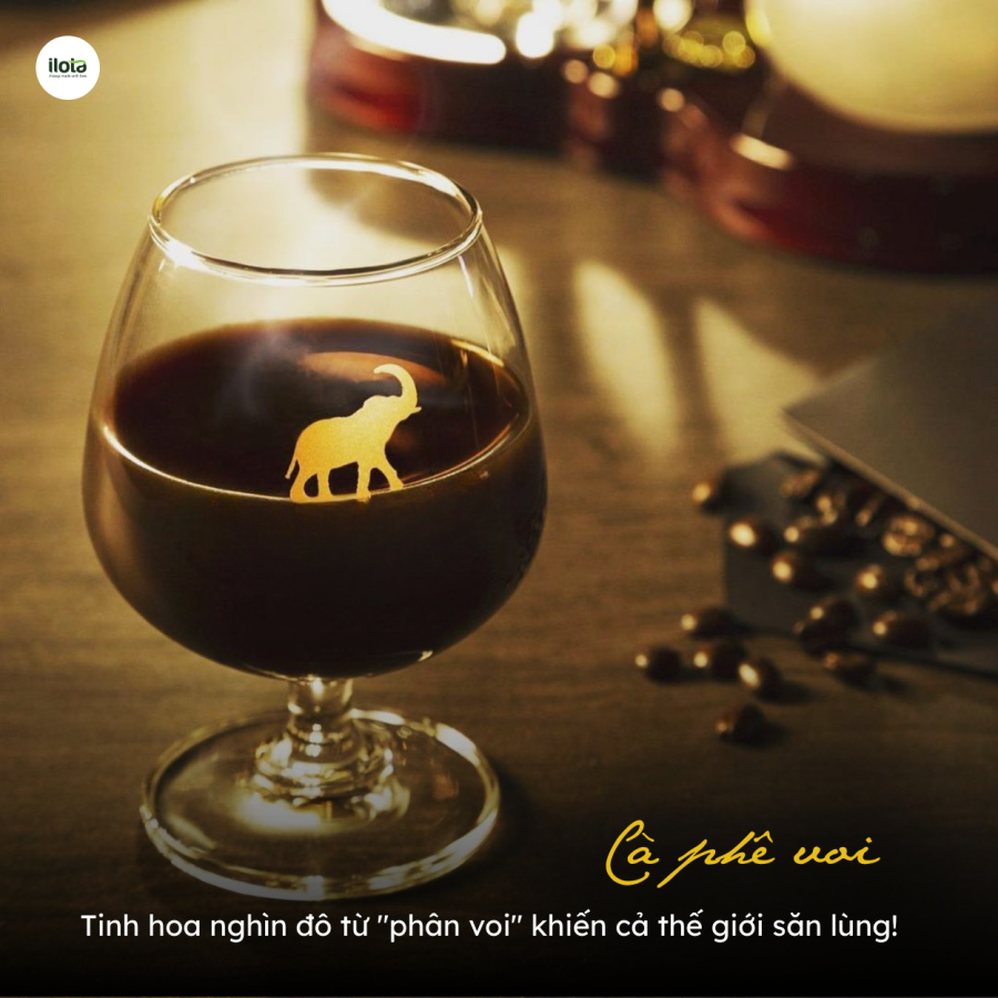 Cà phê voi - Tinh hoa nghìn đô từ "phân voi" khiến cả thế giới săn lùng!