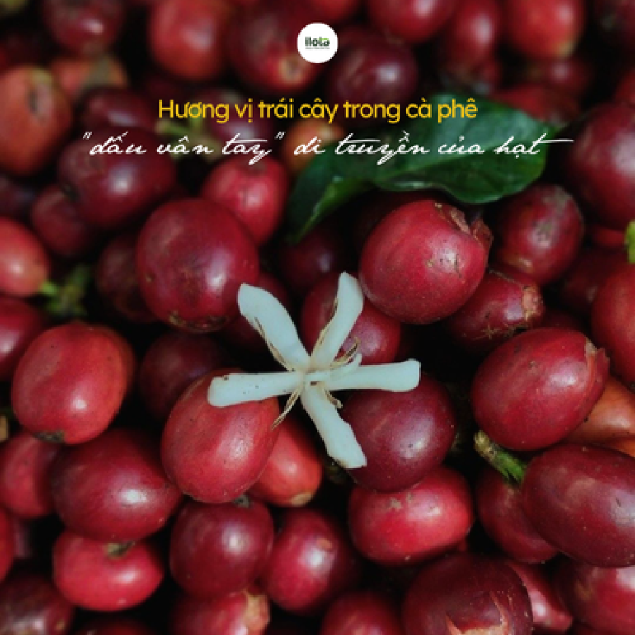 Tại sao lại có hương vị trái cây trong cà phê? tai-sao-lai-co-huong-vi-trai-cay-trong-ca-phe