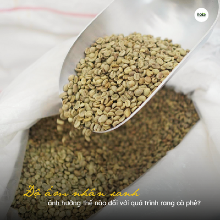 Độ ẩm nhân xanh ảnh hưởng thế nào đối với quá trình rang cà phê? độ ẩm nhân xanh độ ẩm cà phê