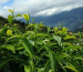 cay-tra-shan-tuyet