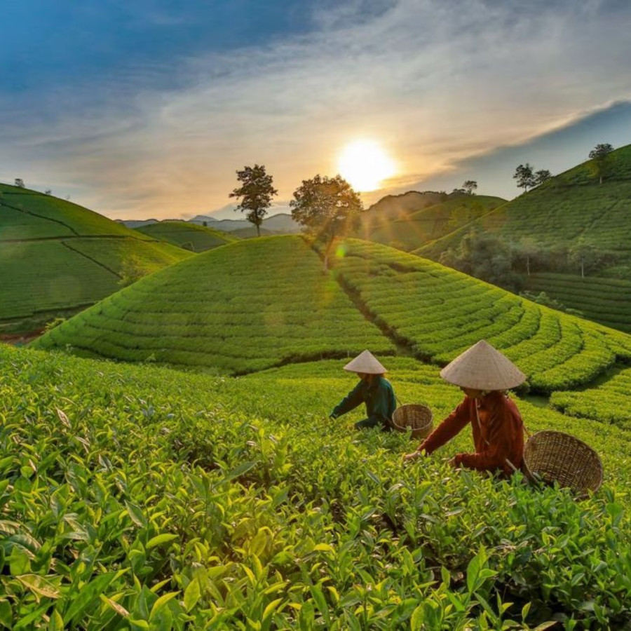 khung vuông (89) quy-trinh-che-bien-tra