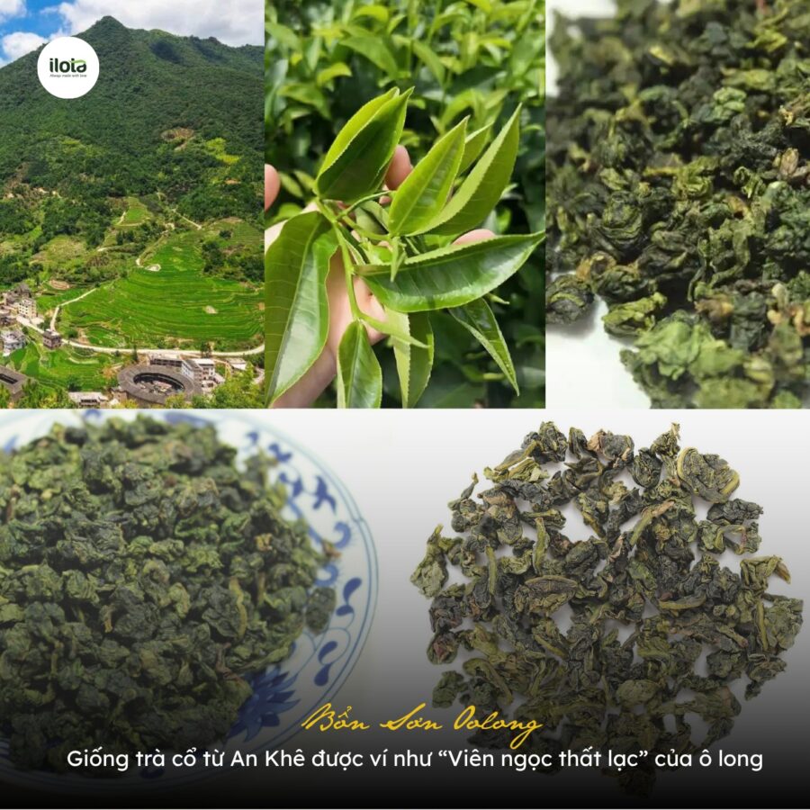 bon-son-oolong